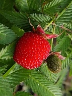 ������ (������-��������, ��������� ������) �1