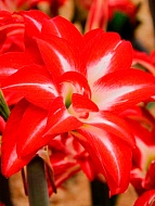 ����������� Splash ����� 24/26