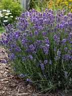   Hidcote Superior 2