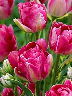 Тюльпан Granda махрово-бахромчатый (3 шт)