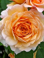 Роза английская Сэр Ланселот (Sir Lankelot)