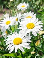 ������� �3
