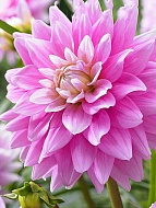 �������� Offshore Dream