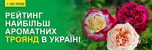 Рейтинг найбільш ароматних троянд в Україні