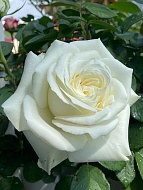  -   (White Chocolate) 4