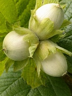 ������ ������������ ����������