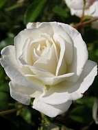 Роза чайно-гибридная Соло Вайт (Solo White)