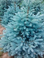 ��� ������� Kaibab �5