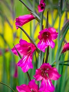 ��������� Byzantinus 6+