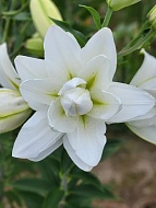    Lotus Pure ( ) 14/16 (1 )
