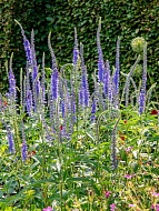    (Blauriesin) 2