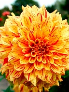 �������� Cambridge ���������� ������