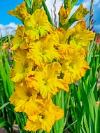 ��������� Blitz 14+