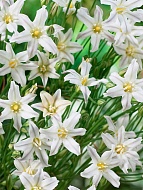 �������� Silver Queen 5+