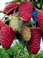 ������ ������� ����������� �������