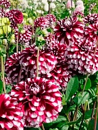 �������� Mystery Day