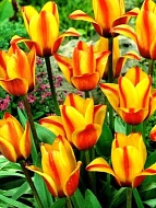 Тюльпан Фостера Orange Breeze (3 шт)