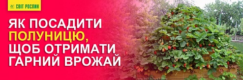 Як посадити полуницю, щоб отримати гарний врожай