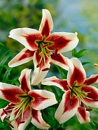 ����� Beverly Dreams �� ������ 12/14