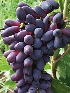 �������� ��� ����������� �����