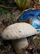 Мицелий Гиропорус синеющий