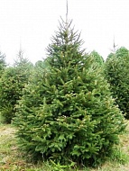 ��� ������������ ����������� C18