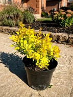 �������� �������� ����� Aurea �1,5