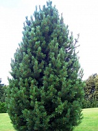 ����� �������� ����������� �9