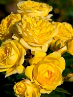 ���� ��� ����� (Anny Duperey) ����������