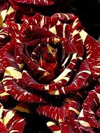 Роза на штамбе Абракадабра (Abracadabra) высота 1-1.2 м
