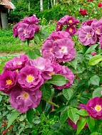 Роза плетистая Вейченблау (Veilchenblau)