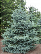 ��� ������� Kaibab Arisona �5