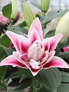 ����� Roselily Nowa 14/16