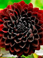 �������� Karma Choc