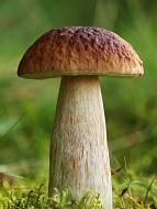 Мицелий Белый гриб Боровик