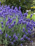 ������� ������� �1