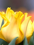 Тюльпан Волнистый Yellow Crown (3 шт)