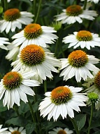 �������� ��������� PowWow White P9, ��.