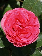 Роза чайно-гибридная Черри Леди (Cherry Lady)