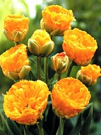Тюльпан махровый-многоцветковый Double Beauty of Apeldoorn (2 шт)