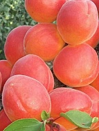 Саженец абрикоса Цунами