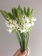  () Mount Fuji 4/5 (5 )