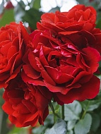 Роза на штамбе Капелька (Kapelka) 1,4-1,6 м