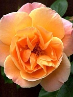 ���� ����� ����� (Kings Pride) �����-���������