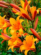 ����� Orange Planet ��������� 12/14