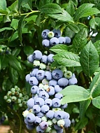 �������� ��� ���� ������������ 3 ���� 5 �