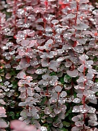 �������� �������� ����� ������� Chocolate Summer �9