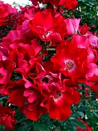 ���� �������� (Dortmund) ���������