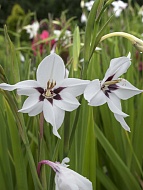  allianthus  (Murielae) 10+