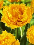 Тюльпан махрово-бахромчатый Moonamour (2 шт)